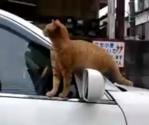 タクシーに乗る猫