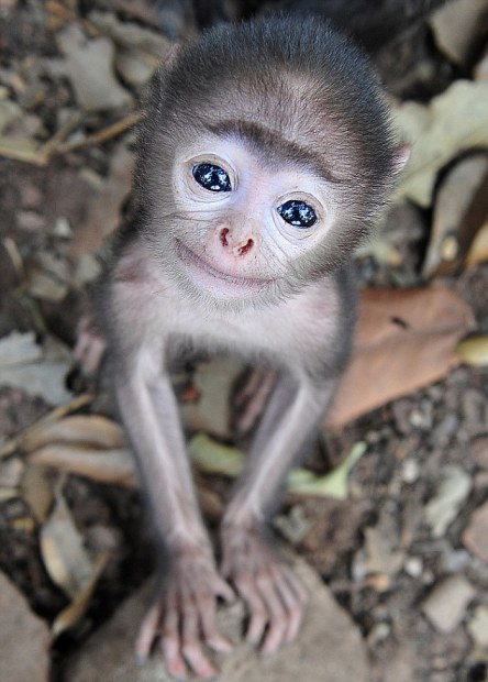 青い目の輝きを放つ可愛い猿さん