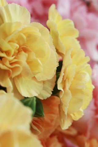 Carnation-yellow