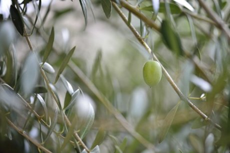 oliveoil-kounou