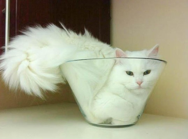 cats_are_liquids_05