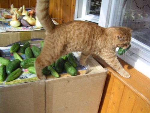 cat-cucumber-thief