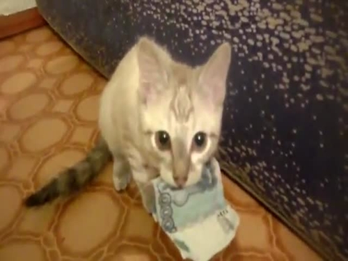 cat_thief_has_a_thing_for_cash_400x300_05