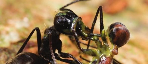 hormiga-suicida-588x257