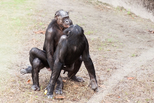 800px-Bonobo_sexual_behavior_1