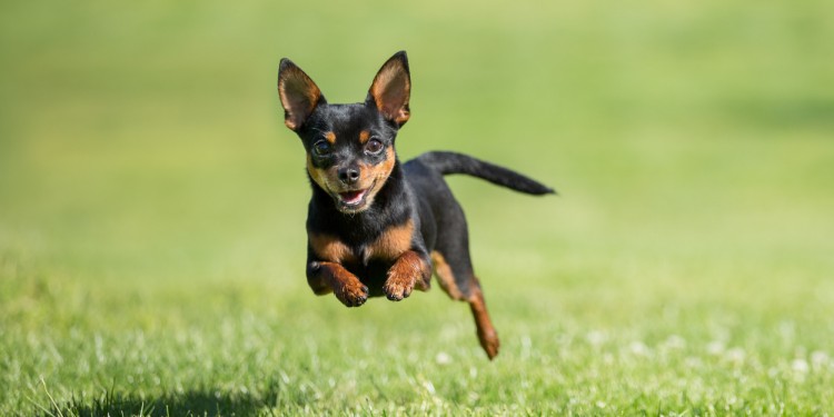 Chihuahua dog running across grass